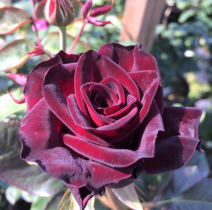 Black Baccara