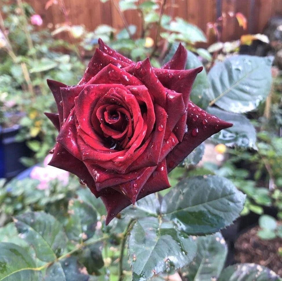 Black Baccara