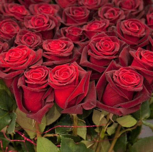 Black Baccara