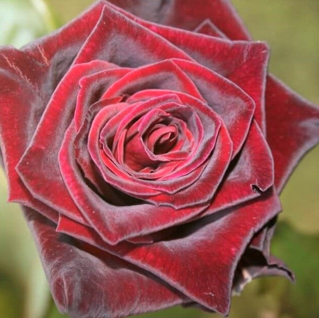 Black Baccara