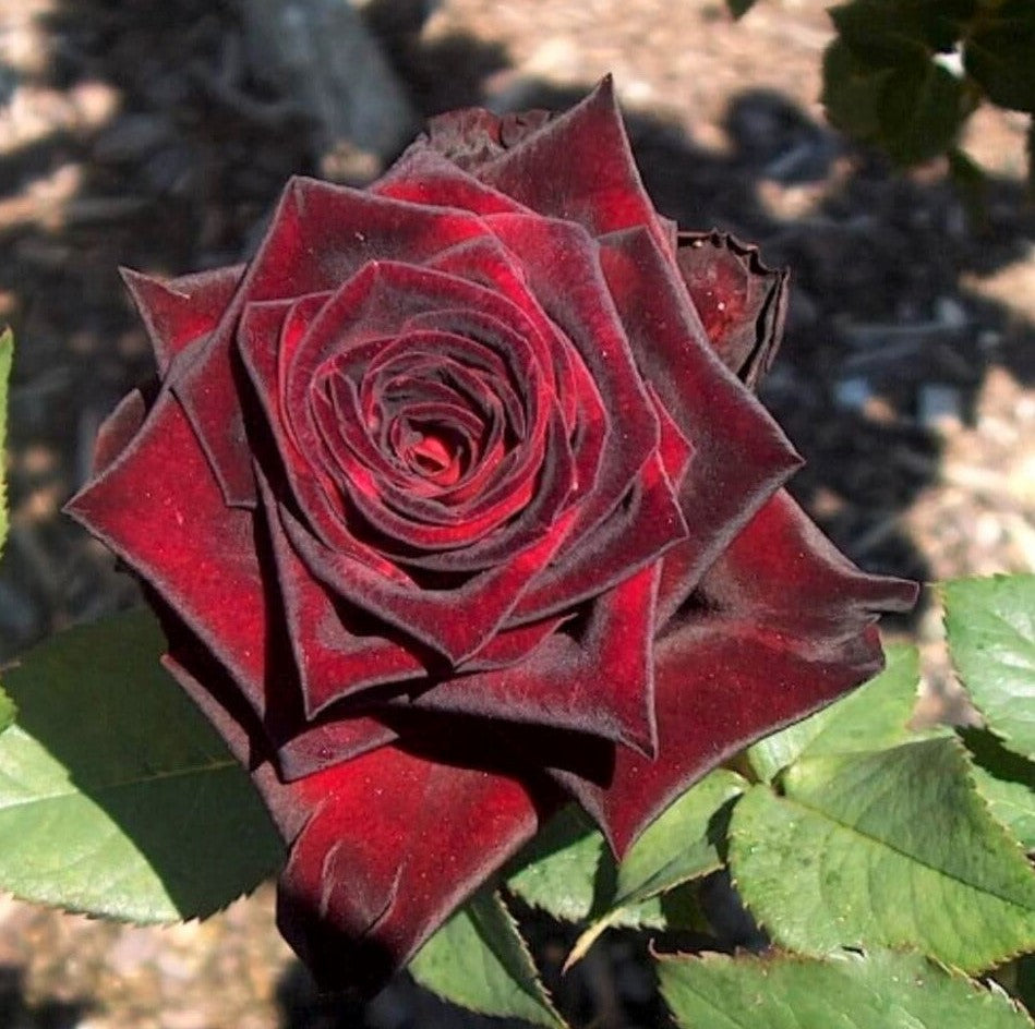 Black Baccara