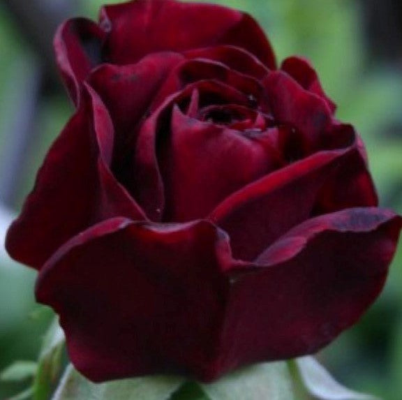 Black Madonna (Schwarze Madonna)