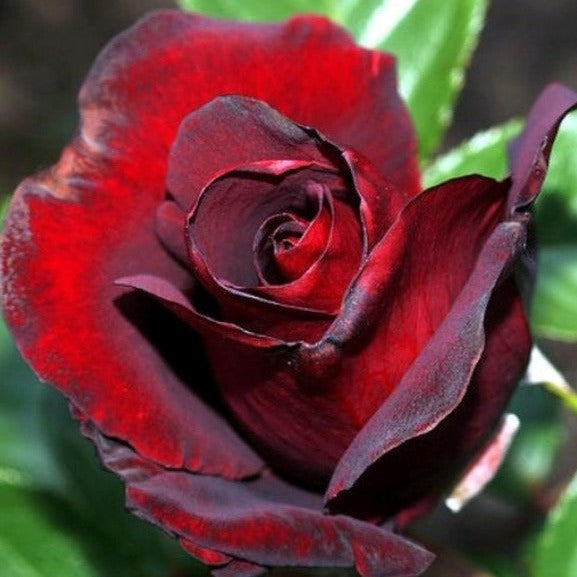 Black Madonna (Schwarze Madonna)