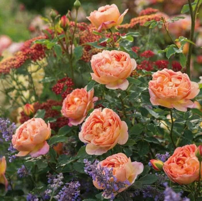 Lady of Shalott