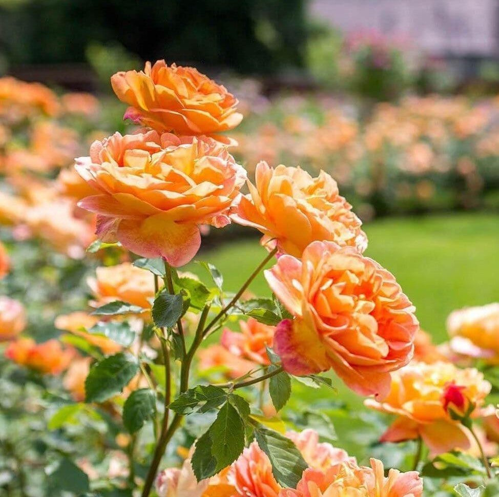 Lady of Shalott