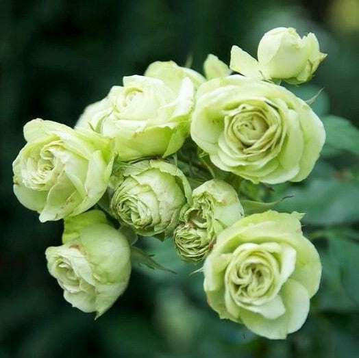 Lovely Green