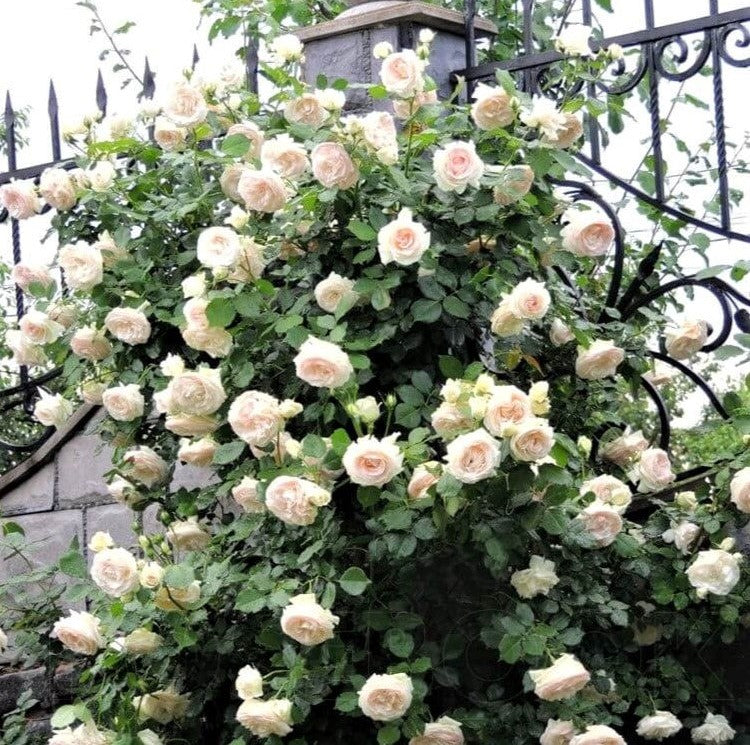 White Eden Rose (Palais Royal)