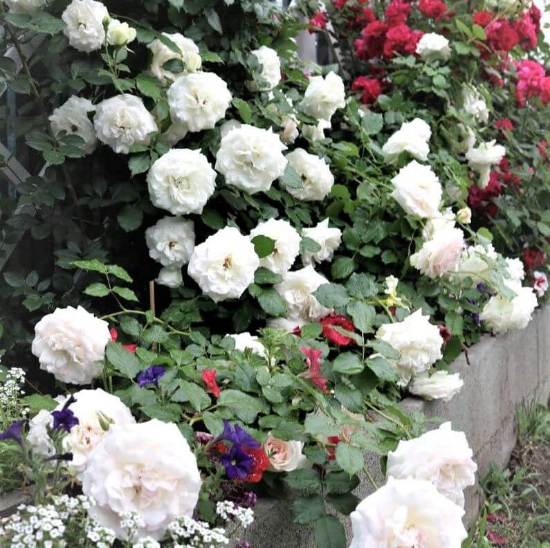 White Eden Rose (Palais Royal)