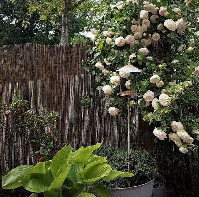 White Eden Rose (Palais Royal)