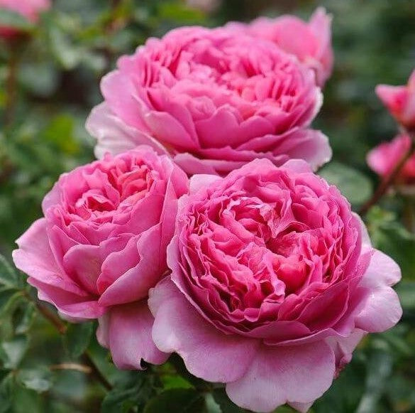 Princess Alexandra of Kent