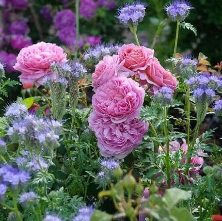 Princess Alexandra of Kent