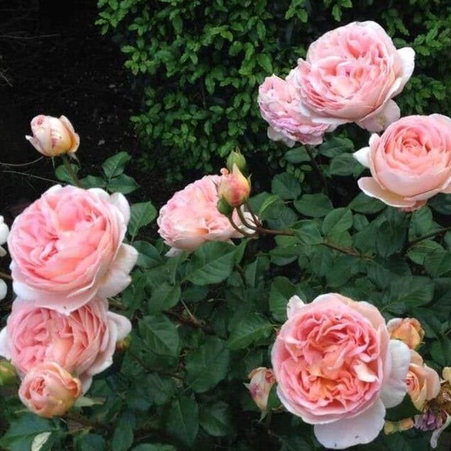 Abraham Darby
