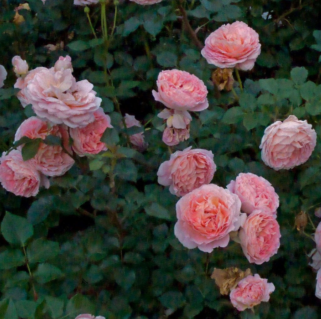 Abraham Darby