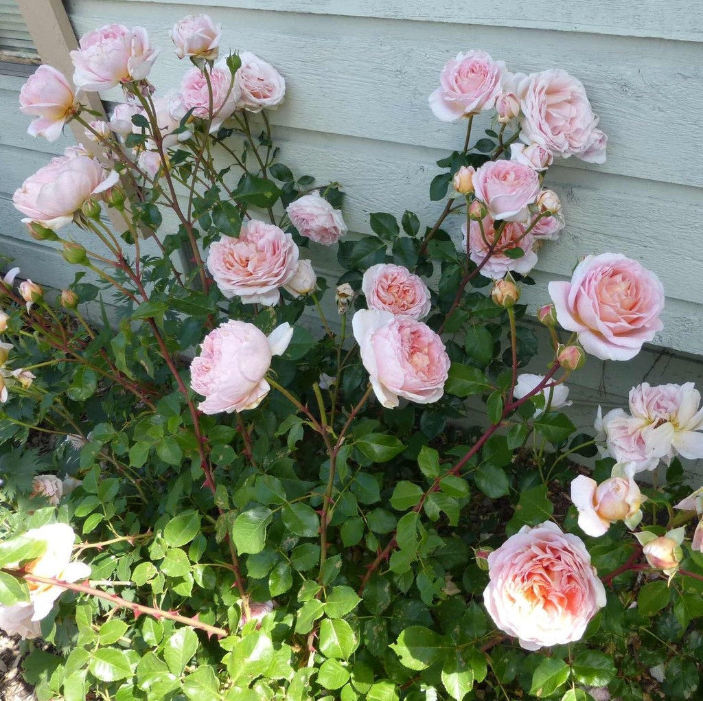 Abraham Darby