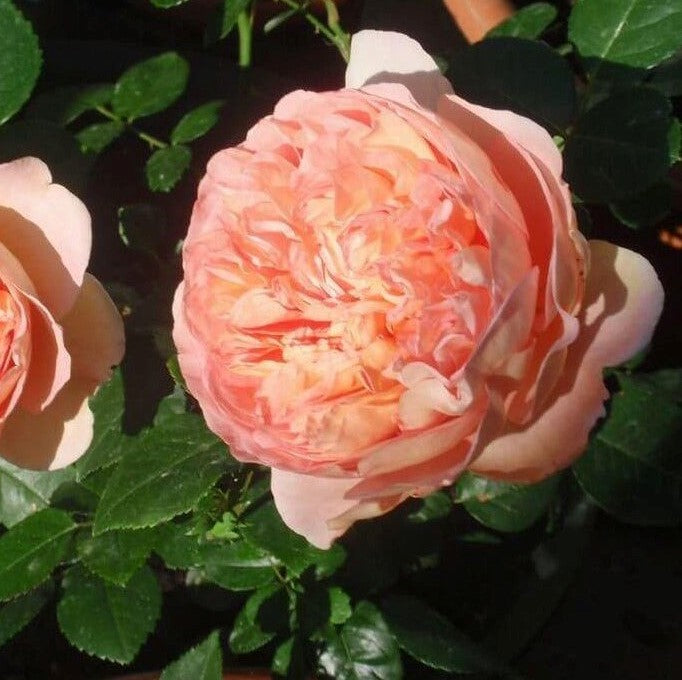 Abraham Darby