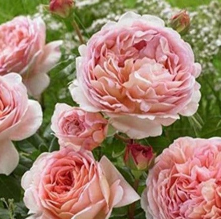 Abraham Darby