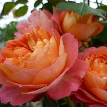 Baby Romantica