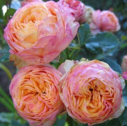 Baby Romantica