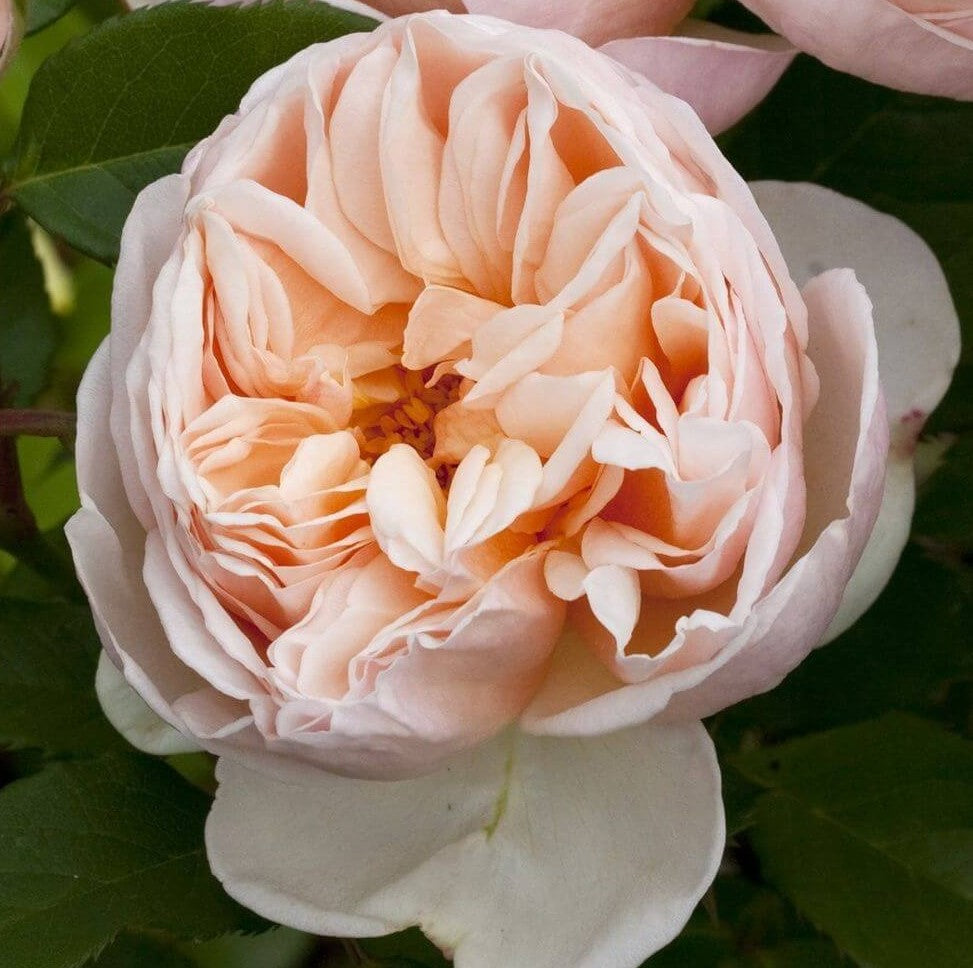 Belle Romantica