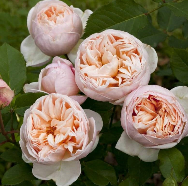 Belle Romantica