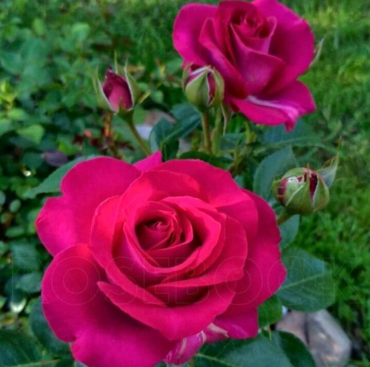 Belles Rives