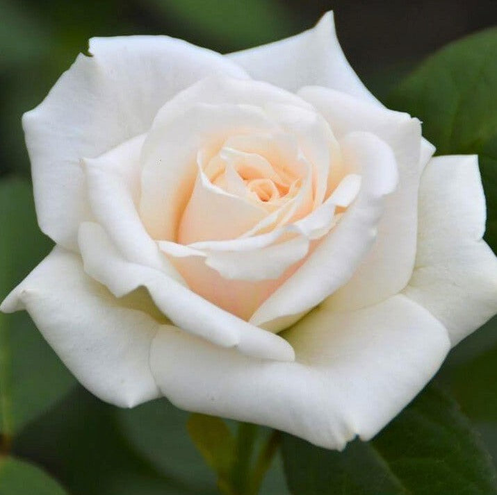 Blanche Colombe
