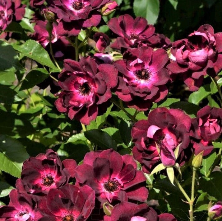 Burgundy Iceberg