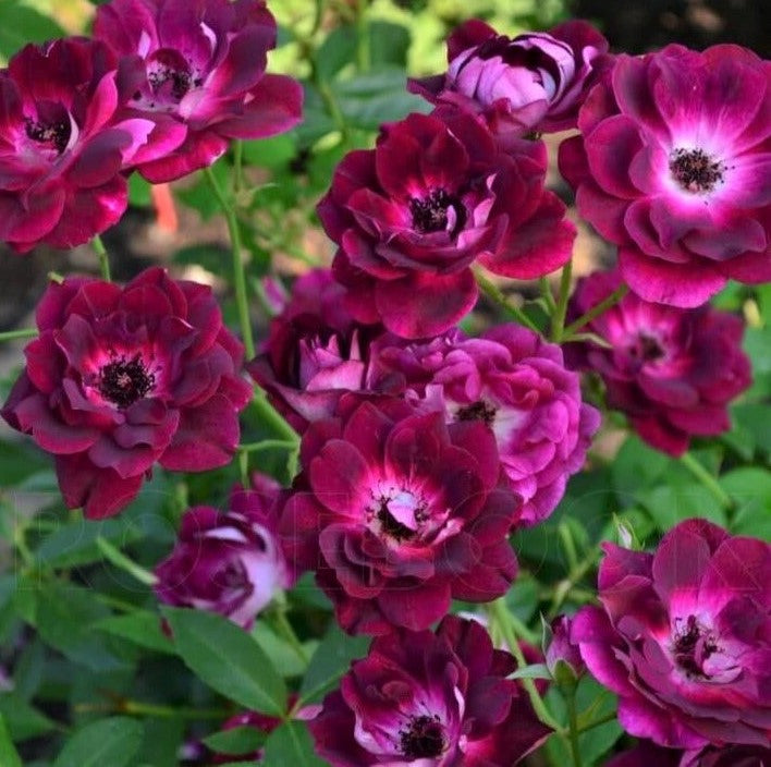 Burgundy Iceberg