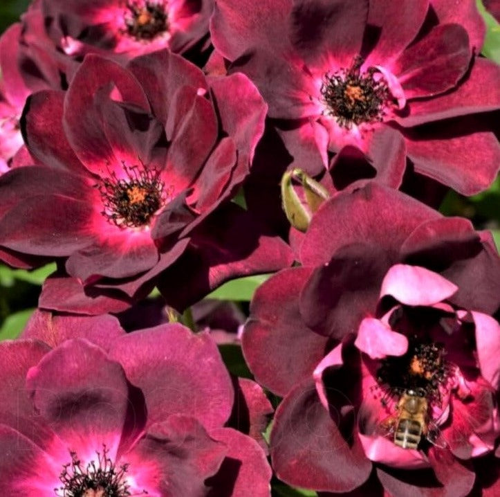 Burgundy Iceberg