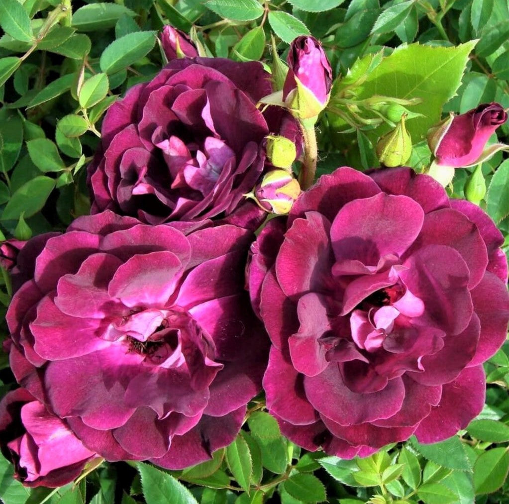 Burgundy Iceberg