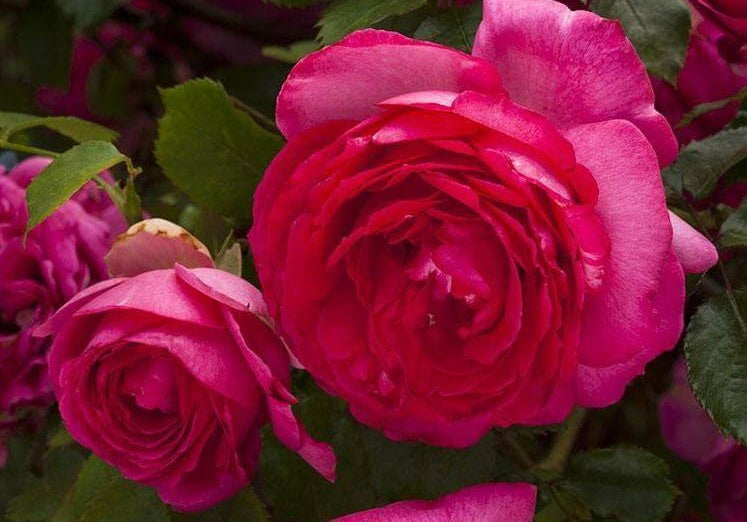 Cyclamen Eden Rose