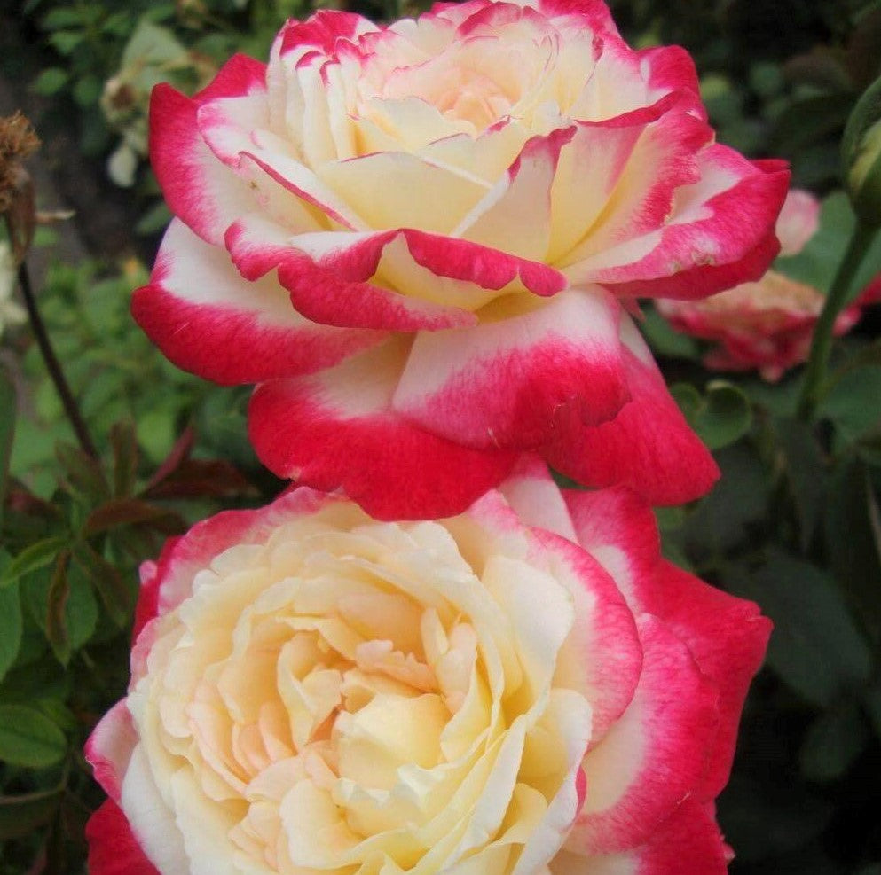 Double Delight