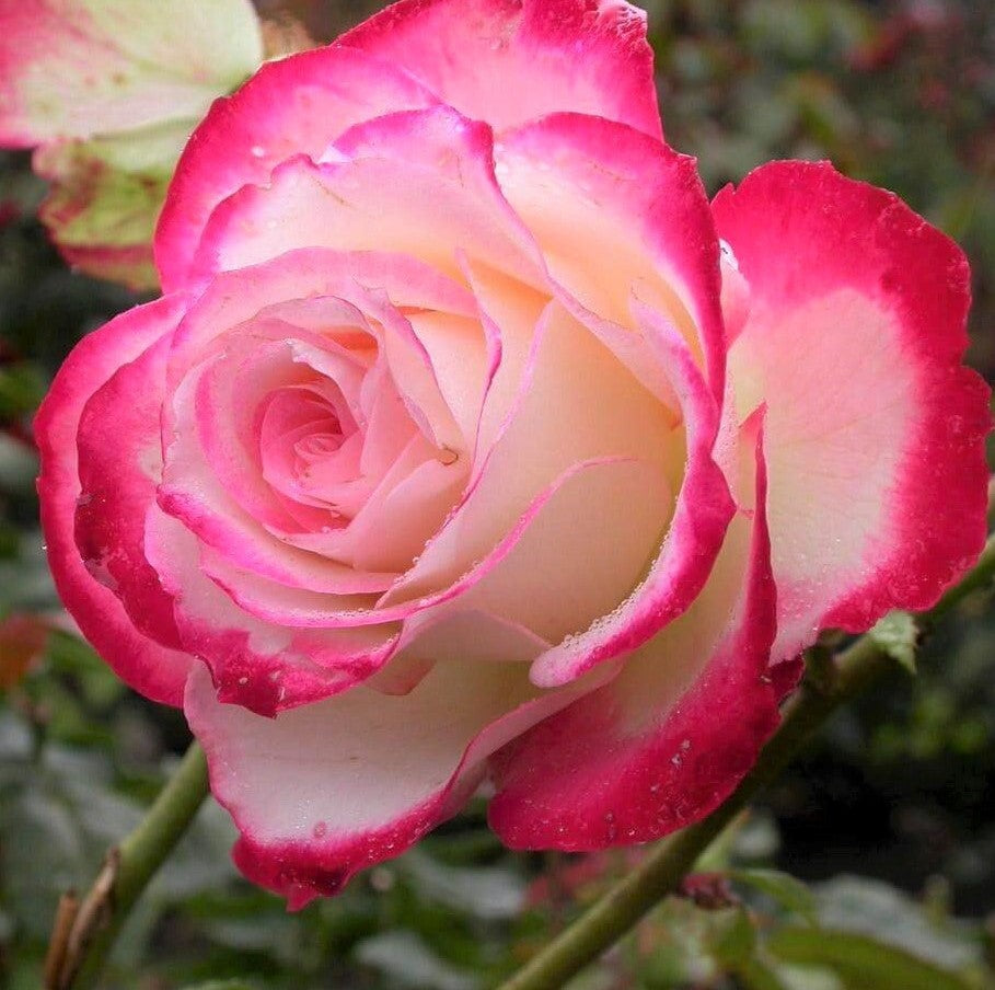 Double Delight