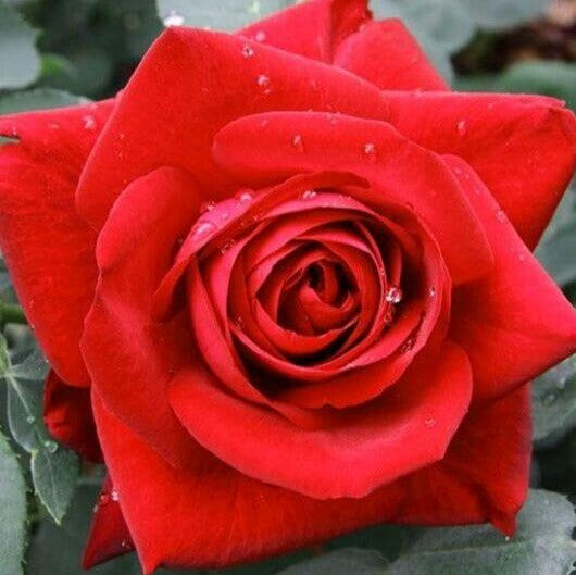 Edith Piaf