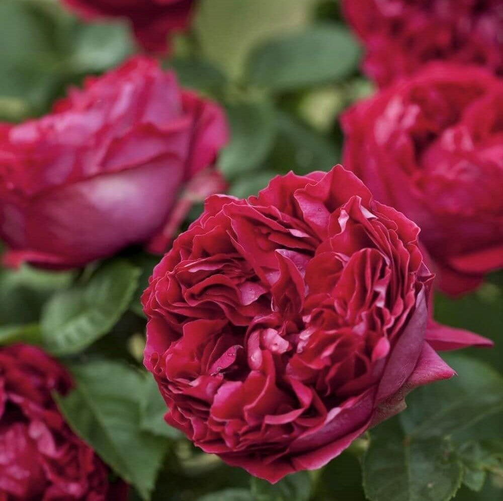 Red Eden Rose (Eric Tabarly)