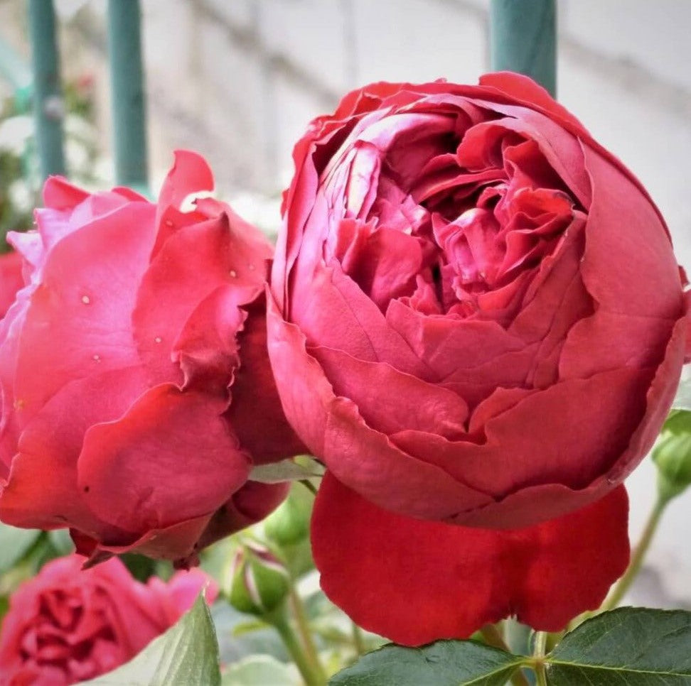Red Eden Rose (Eric Tabarly)