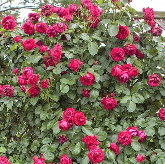 Red Eden Rose (Eric Tabarly)
