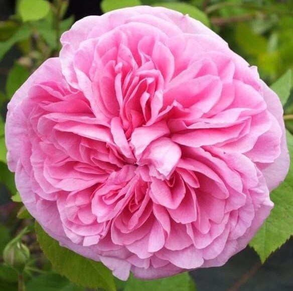 Gertrude Jekyll