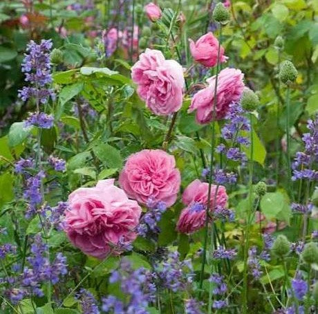 Gertrude Jekyll