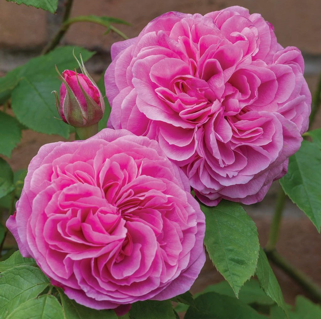 Gertrude Jekyll