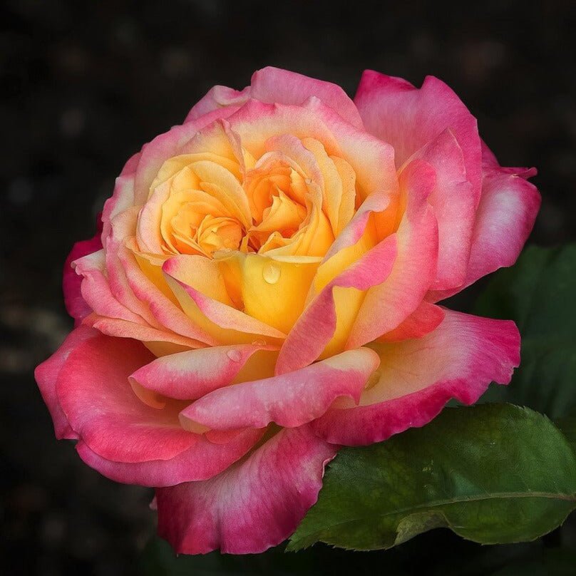 Gpt. Pullman Orient Express (Oriental Peace)