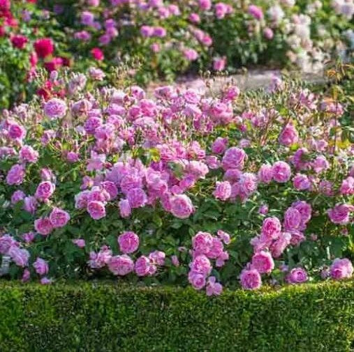 Harlow Carr
