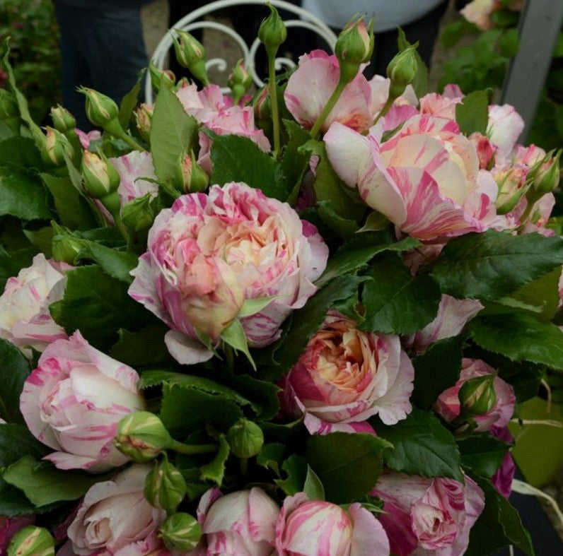 Julie Andrieu
