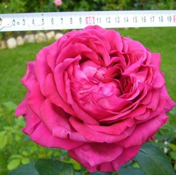 La Rose des 4 Vents