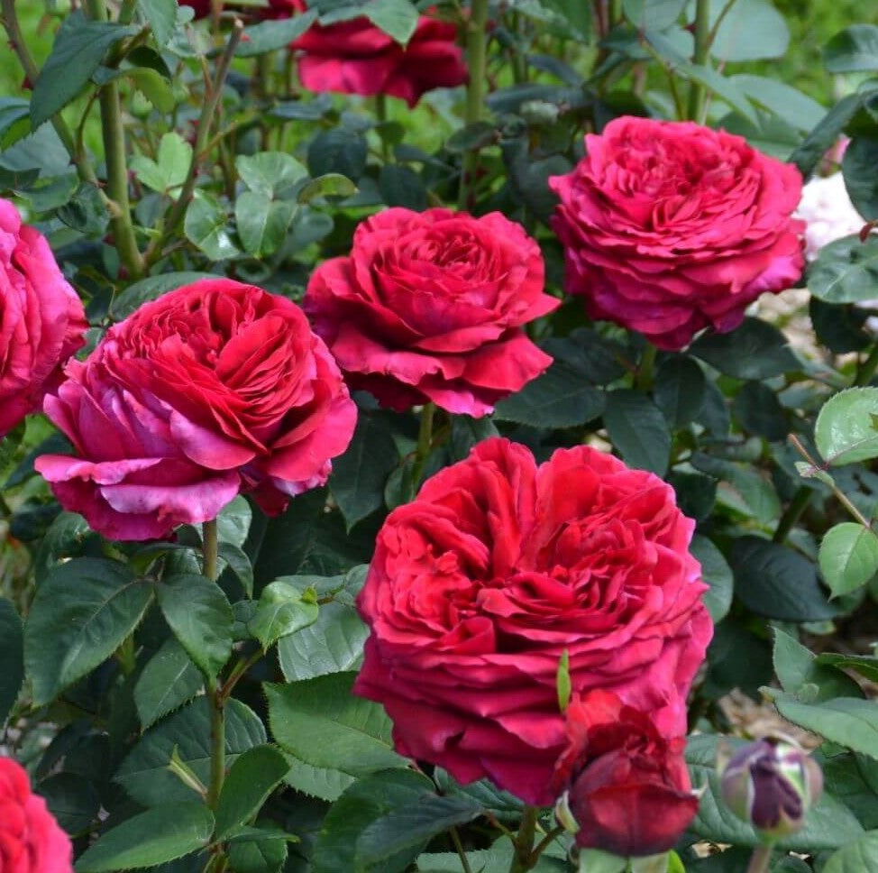 La Rose des 4 Vents