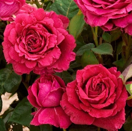 La Rose des 4 Vents