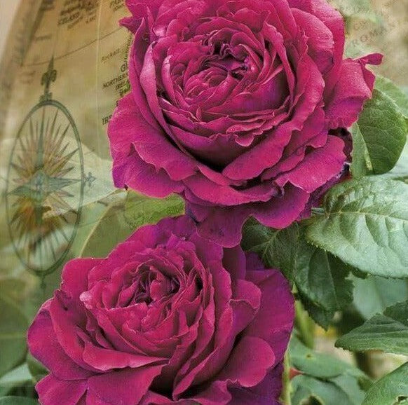 La Rose des 4 Vents