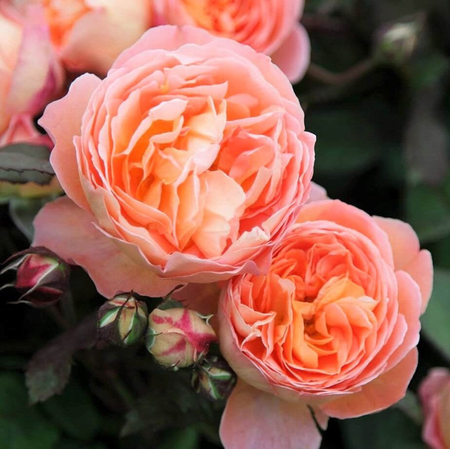 Lady Emma Hamilton
