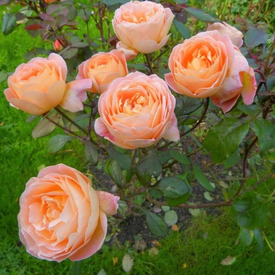 Lady Emma Hamilton