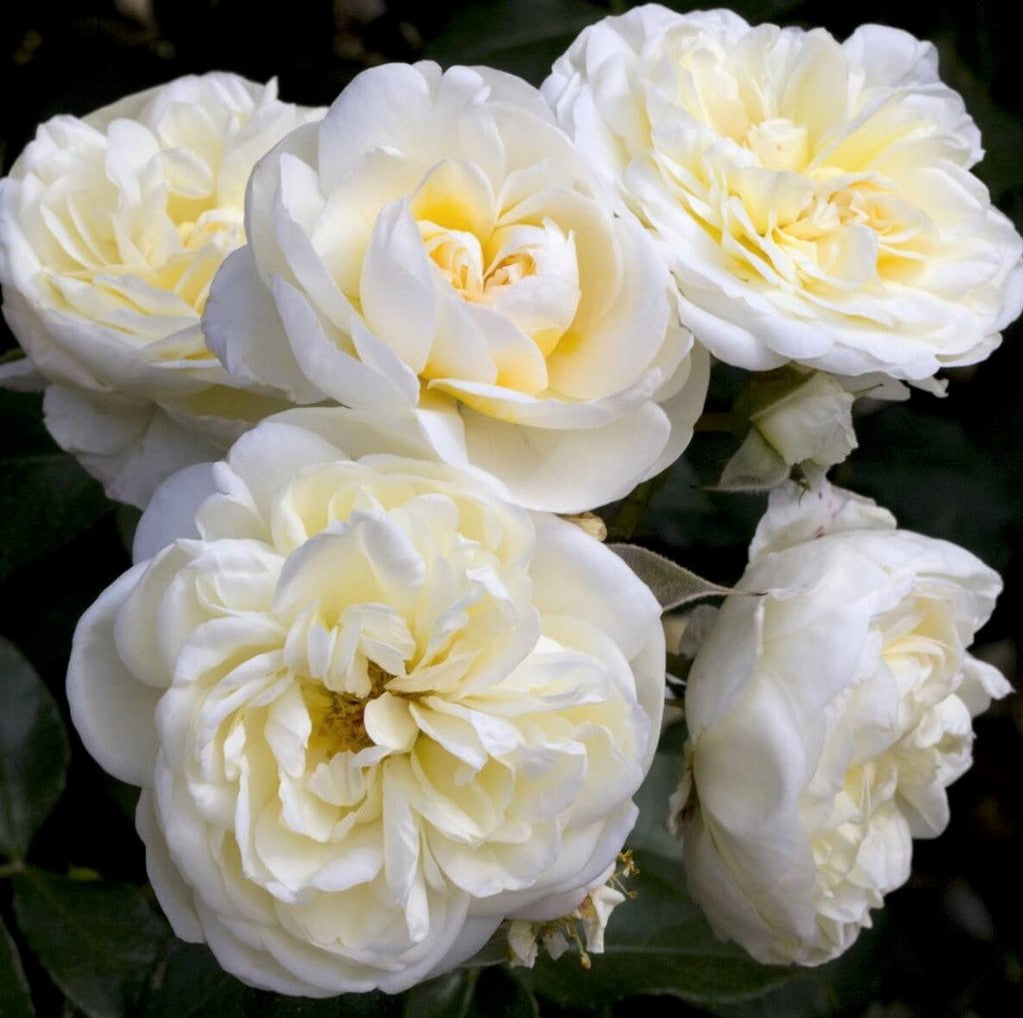 Lady Romantica